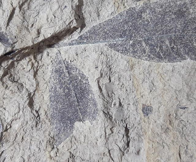Quercus rhenana (KRAUSEL & WEYLAND 1950) - Bild © FossNet FossilienStore